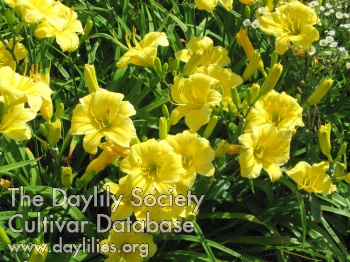 Daylily Tea Party Baby